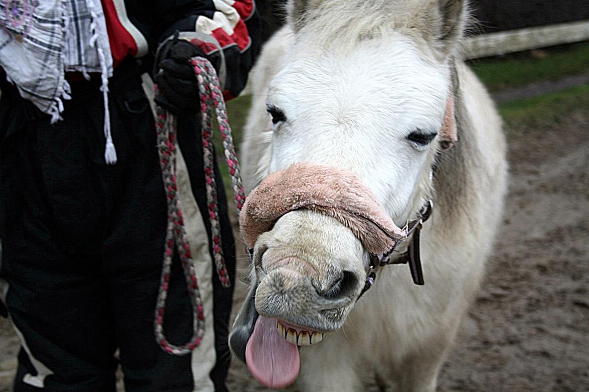 Welsh Mountain (sec A) Backerdales Gaia billede 8