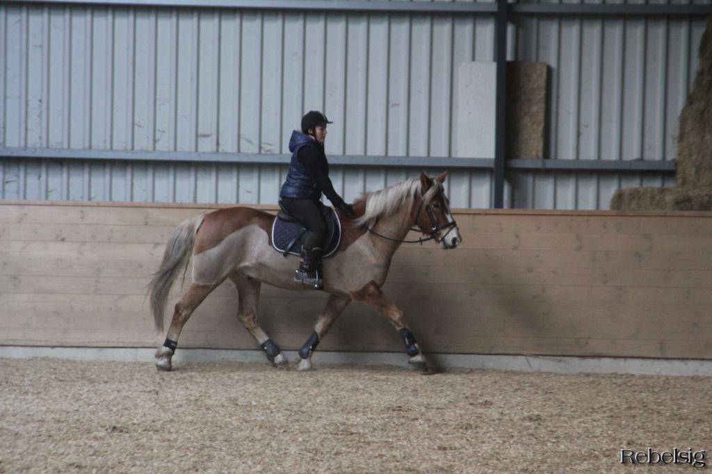 Haflinger Laban billede 8