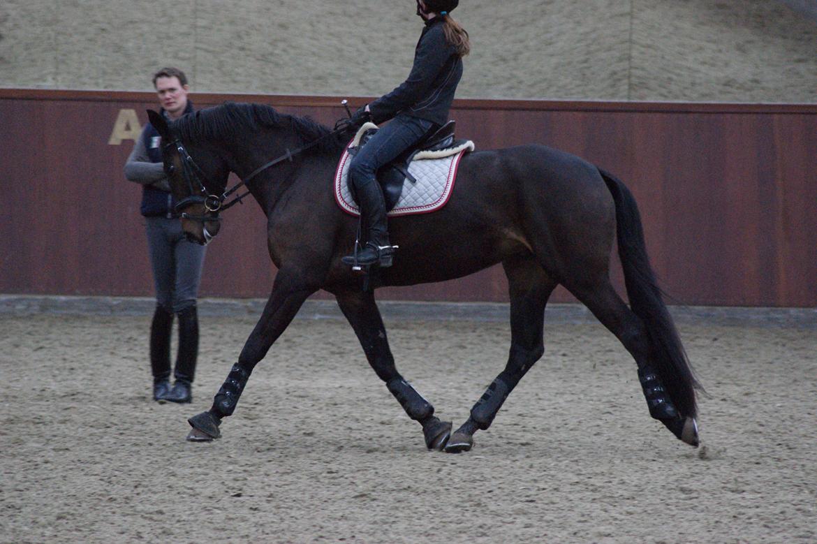 Dansk Varmblod Møllegårds Malou ~RDH~ - Til Undervisning Den 04-04-2013 Ved Sune Hansen billede 8