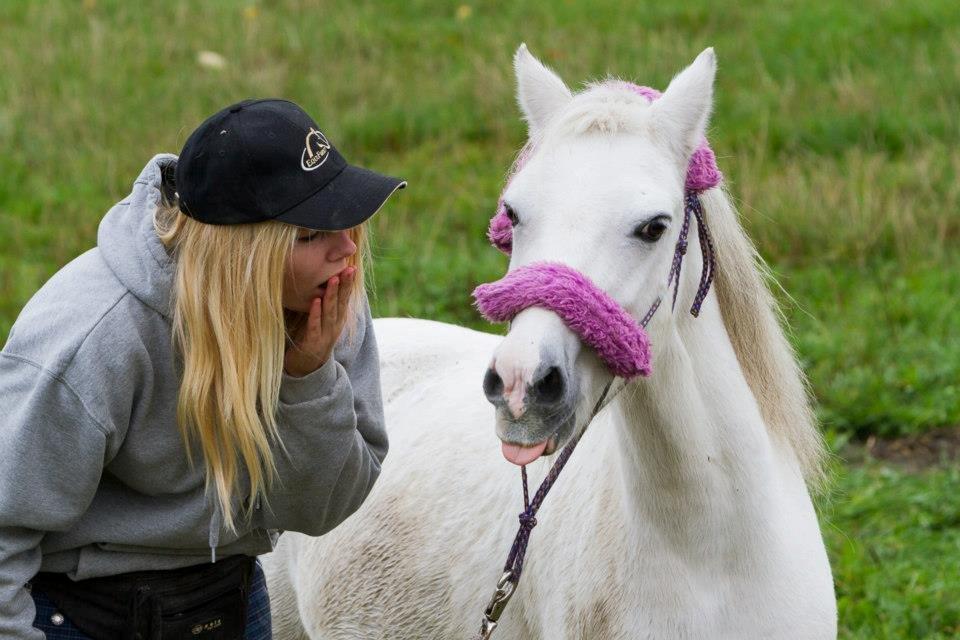 Welsh Mountain (sec A) Backerdales Gaia - Opvisning i August 2012 billede 3