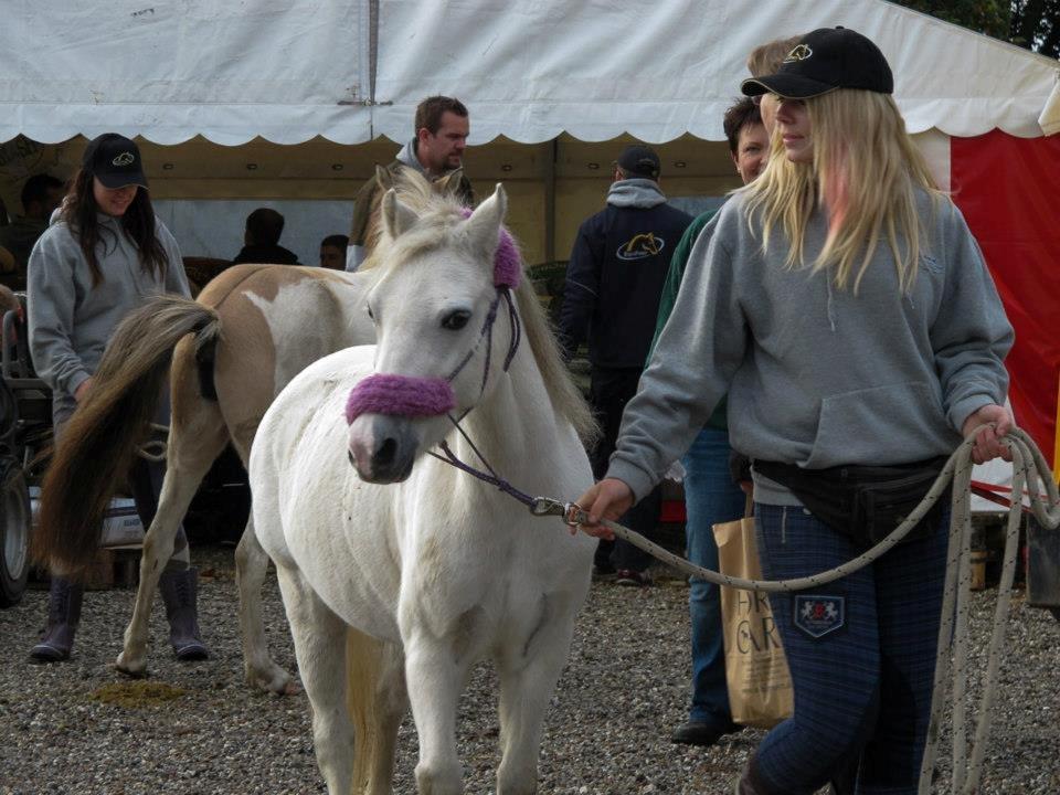 Welsh Mountain (sec A) Backerdales Gaia - Opvisning i August 2012 billede 9