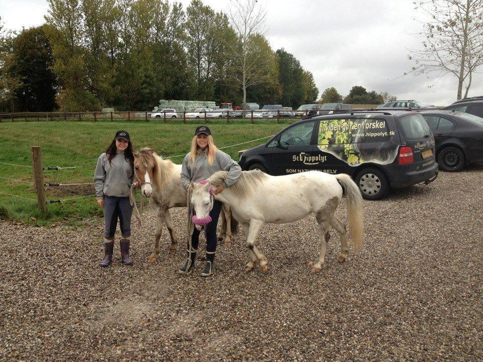 Welsh Mountain (sec A) Backerdales Gaia - Opvisning i August 2012 billede 10