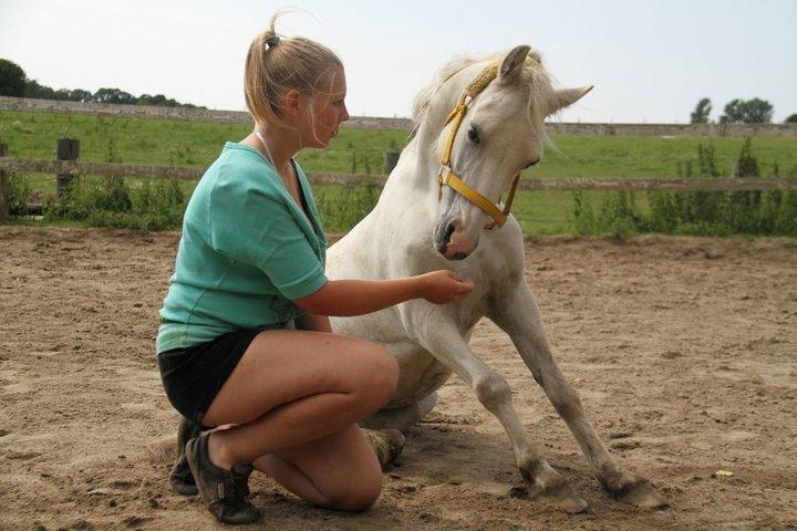 Welsh Mountain (sec A) Backerdales Gaia billede 11