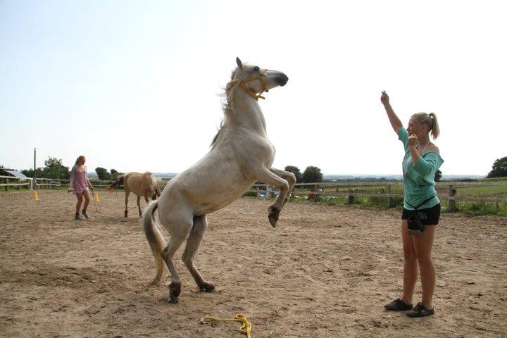 Welsh Mountain (sec A) Backerdales Gaia billede 12