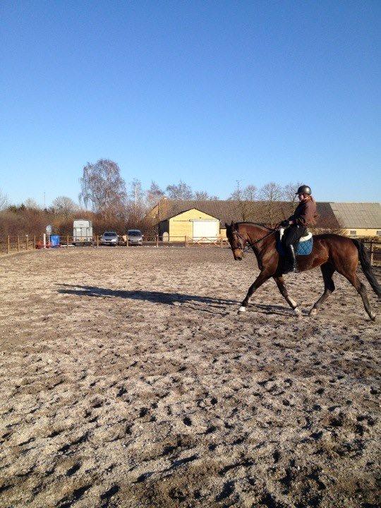 Dansk Varmblod Enekærs Rio-Belle - Dressur træning marts 2013.  billede 2