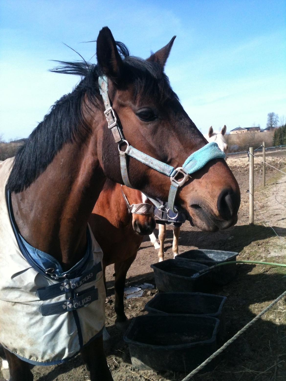 Dansk Varmblod Enekærs Rio-Belle - Belles fødselsdag 4/4-13 billede 3