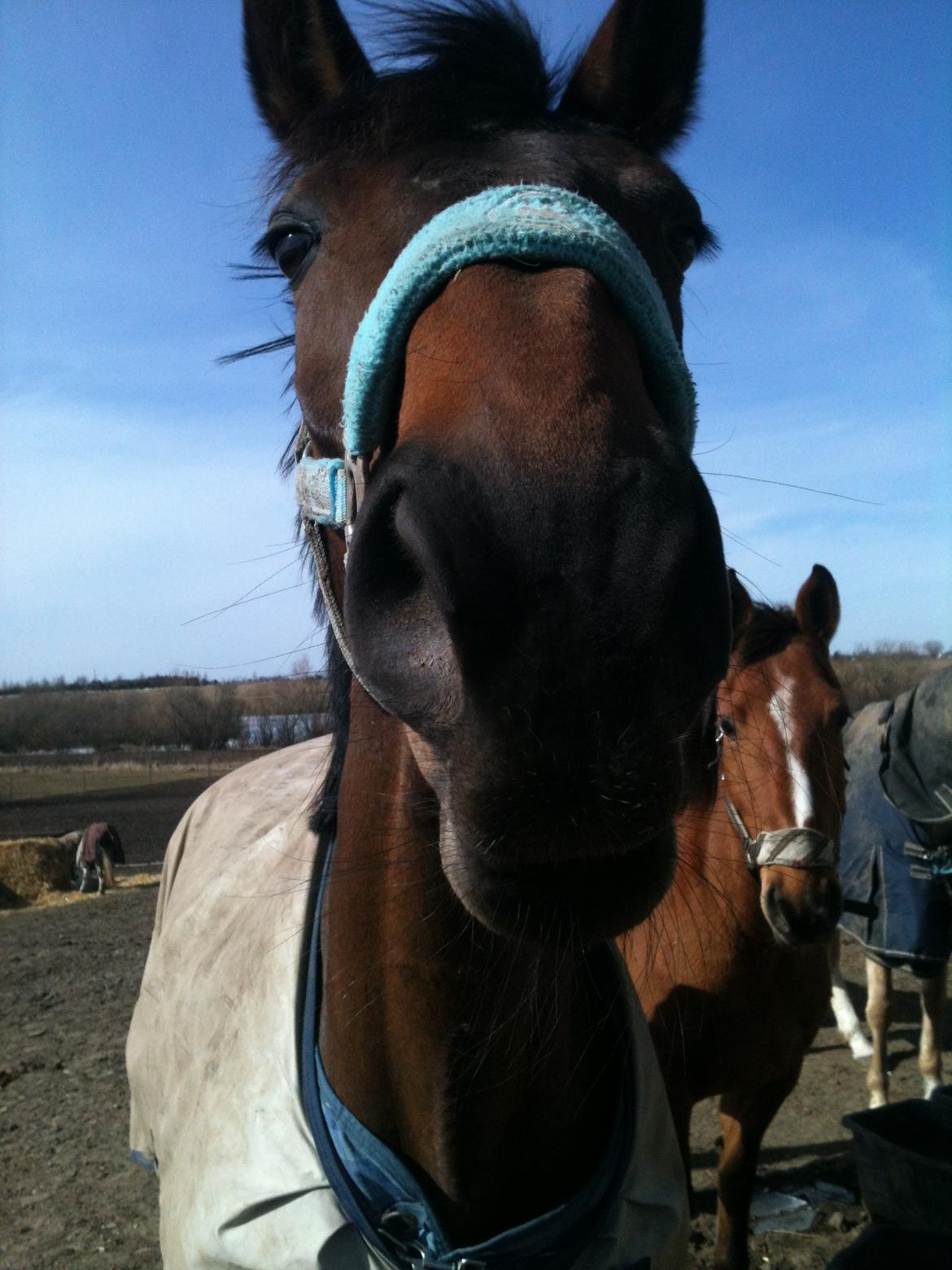 Dansk Varmblod Enekærs Rio-Belle - Belles fødselsdag 4/4-13 billede 4