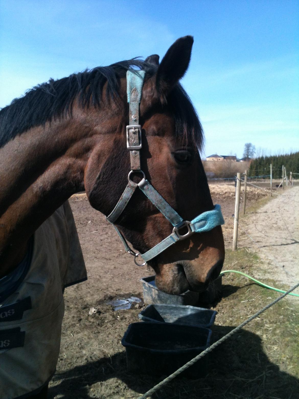 Dansk Varmblod Enekærs Rio-Belle - Belles fødselsdag 4/4-13 billede 5