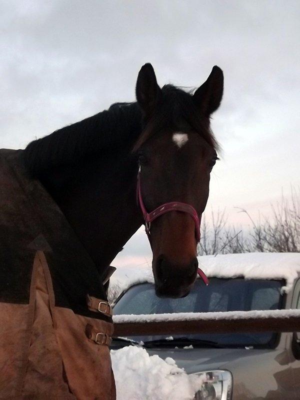 Dansk Varmblod Enekærs Rio-Belle billede 6