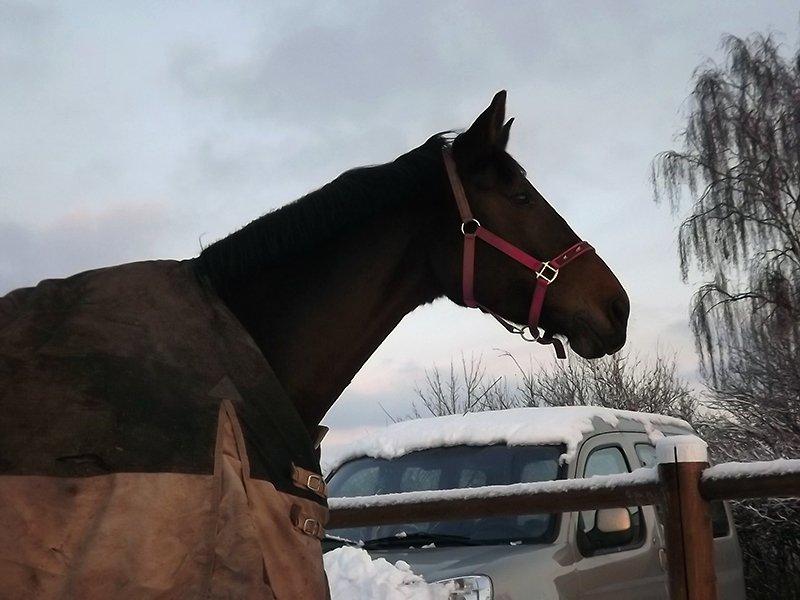 Dansk Varmblod Enekærs Rio-Belle billede 7