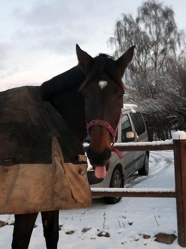 Dansk Varmblod Enekærs Rio-Belle billede 8