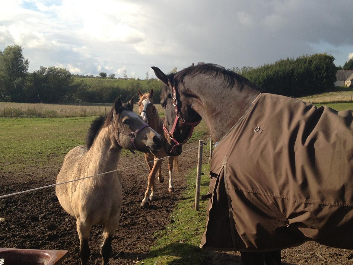 Dansk Varmblod Enekærs Rio-Belle - Belle & Remi - første dag på fold hos os. billede 9