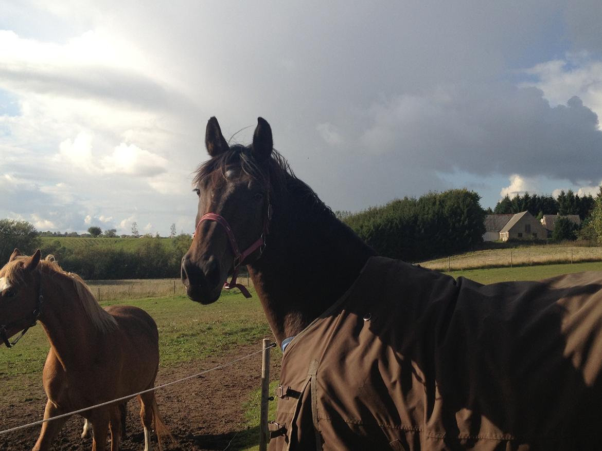Dansk Varmblod Enekærs Rio-Belle - Første dag på fold hos os. billede 10