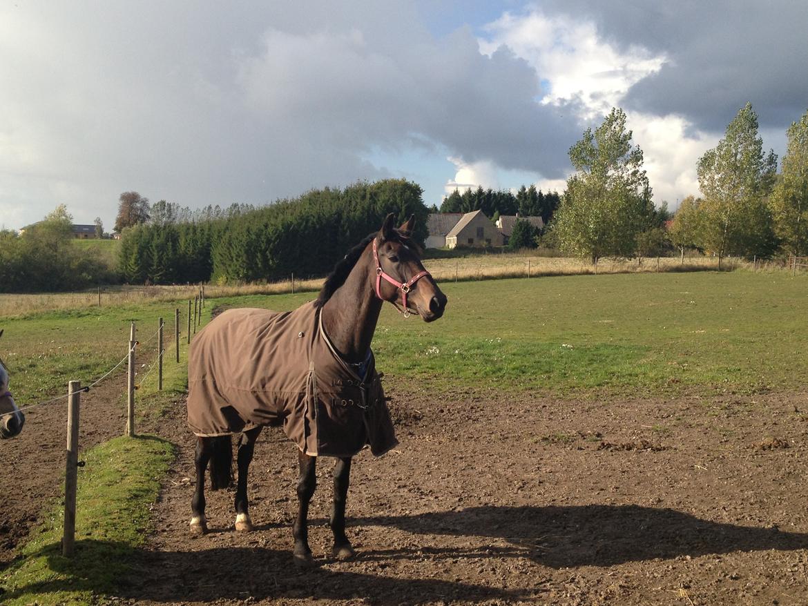 Dansk Varmblod Enekærs Rio-Belle - Første dag på fold hos os. billede 11