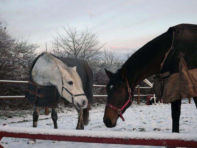 Dansk Varmblod Enekærs Rio-Belle - Belle & Bubbi på ridebanen i sneen. billede 12