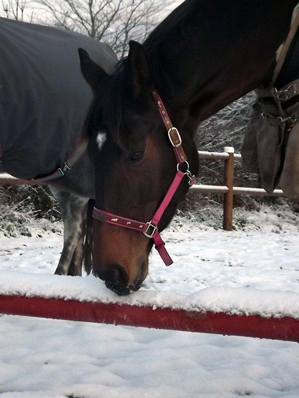 Dansk Varmblod Enekærs Rio-Belle - Hygge i sneen billede 13