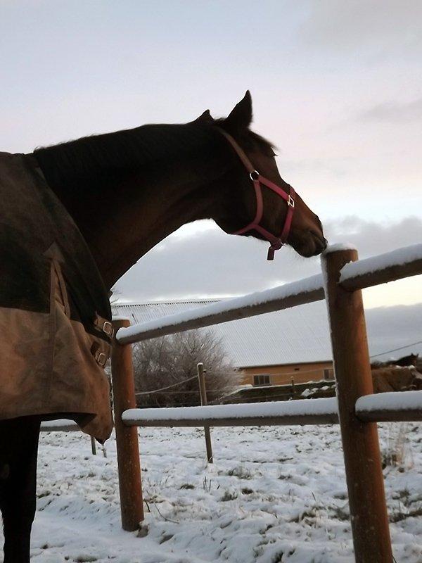 Dansk Varmblod Enekærs Rio-Belle billede 14