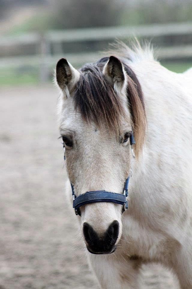 Anden særlig race Poppelgårdens Don billede 10