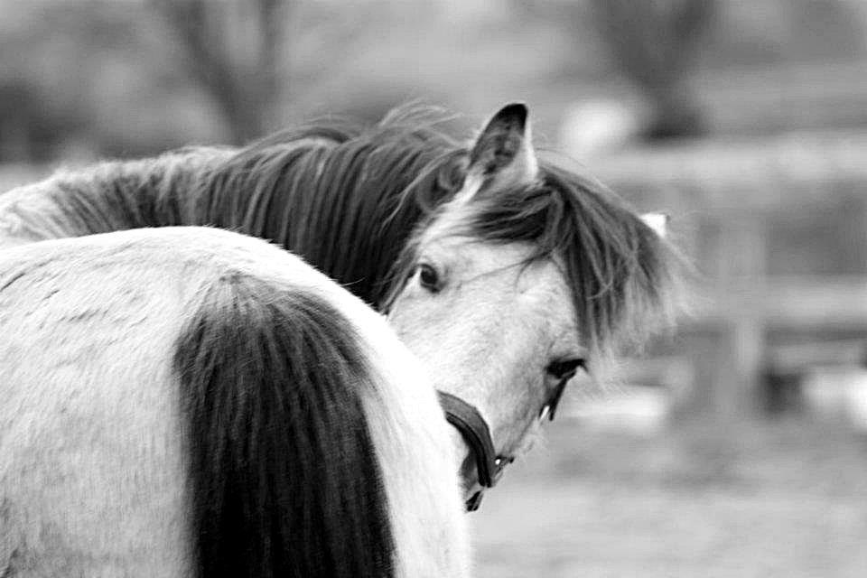 Anden særlig race Poppelgårdens Don billede 11