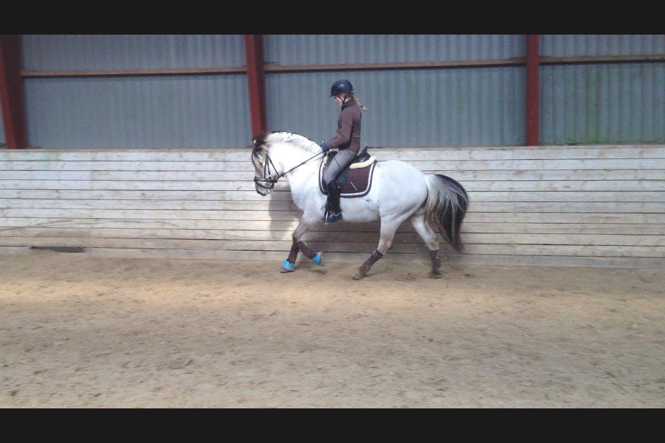 Fjordhest Cirrus billede 15