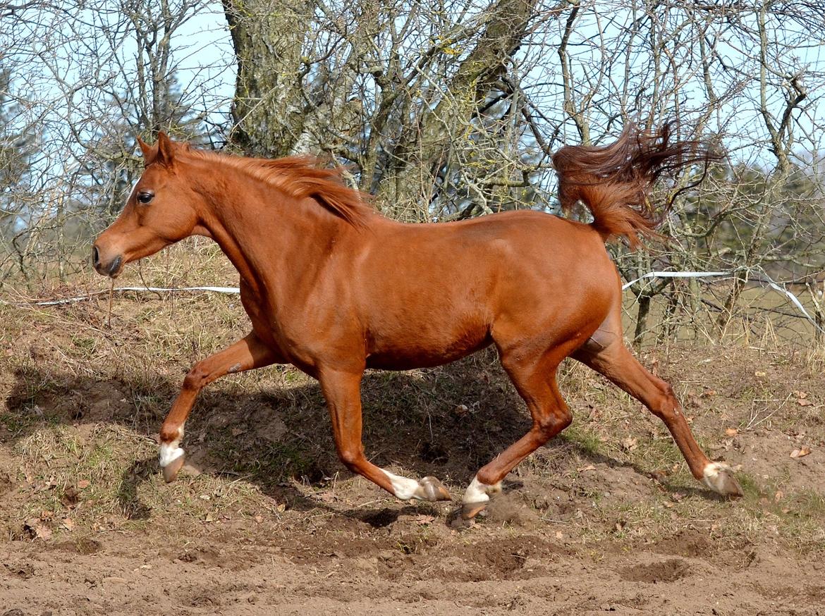 Arabisk fuldblod (OX) Akira El Fabian billede 13