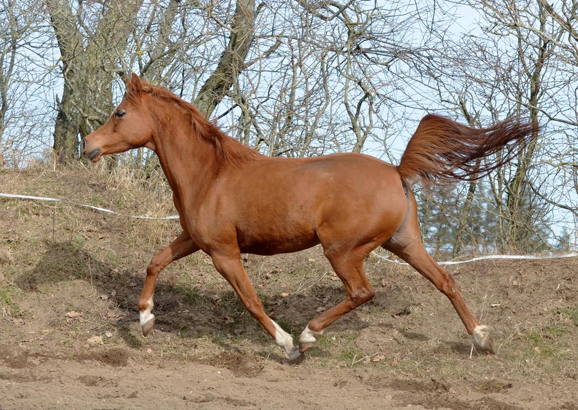 Arabisk fuldblod (OX) Akira El Fabian billede 16
