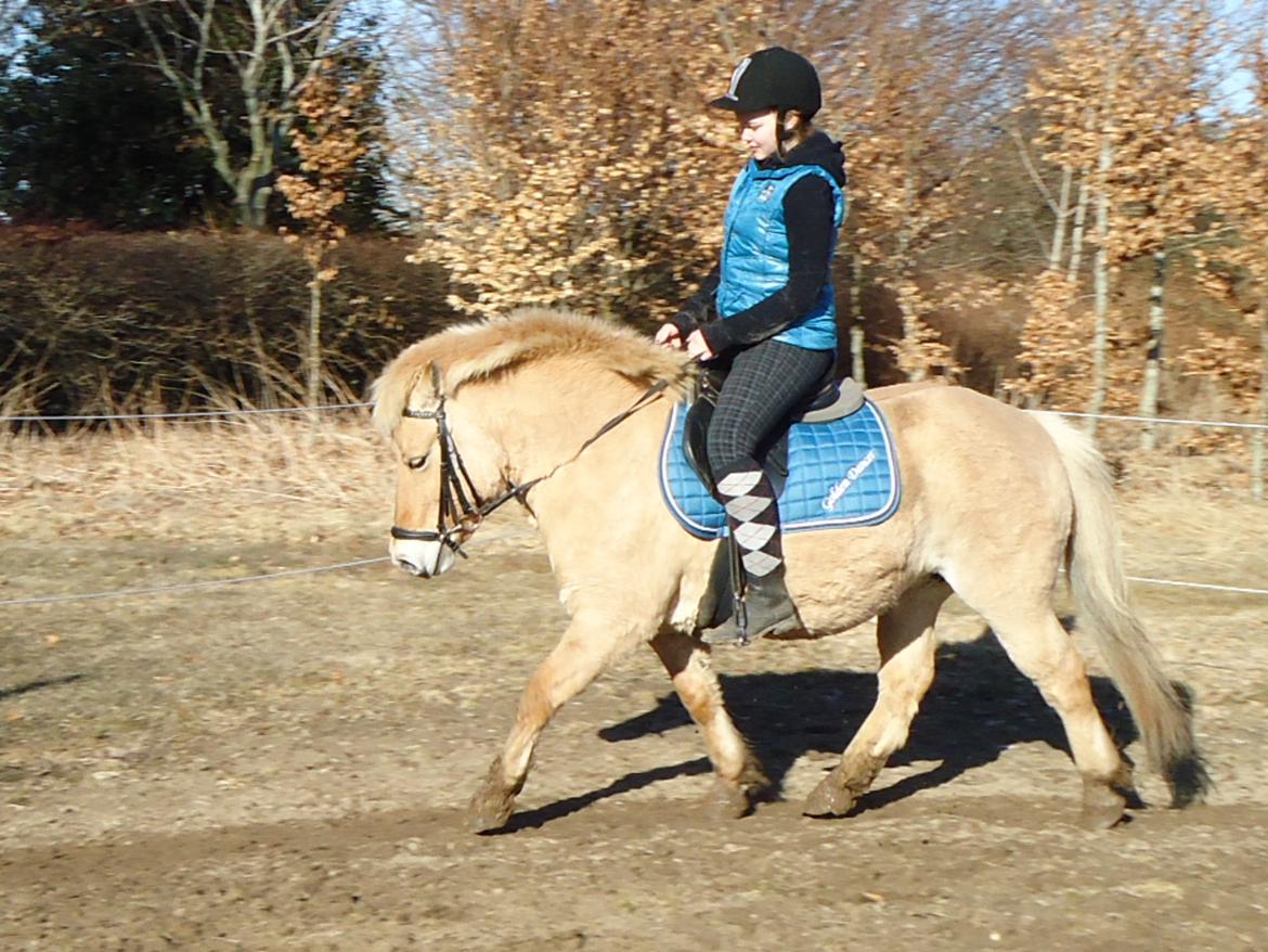 Anden særlig race Golden Dancer - Tøsen d. 4 april 2013;D billede 1