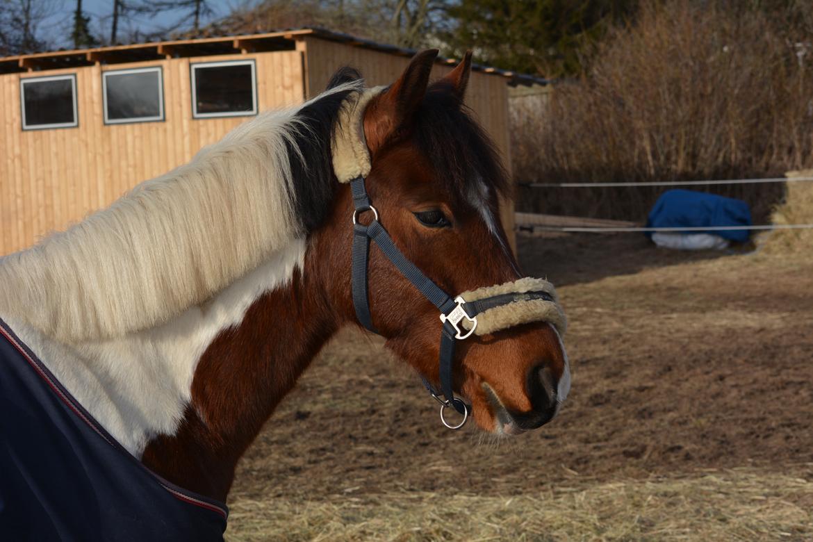 Anden særlig race Pinocchio Star billede 12