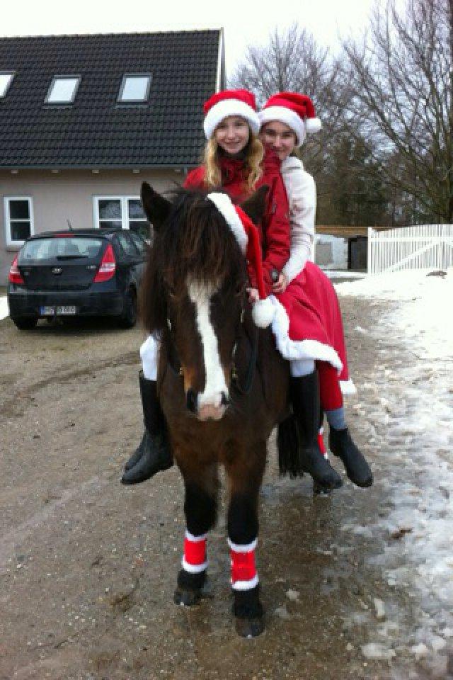Islænder Isabella fra Snartartungu - Så det jul<3 med mig Isabella og min tvilling søster Cecilie (som også ejer hende) billede 3