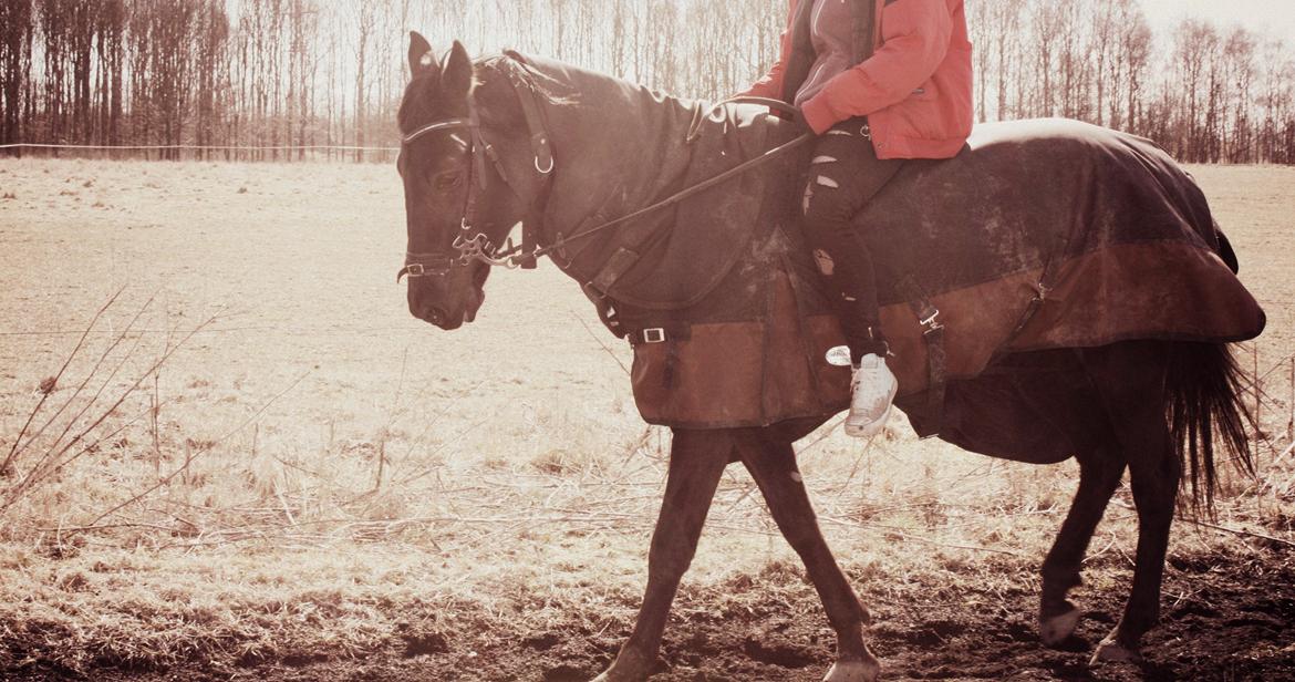 Traver Top gun (Himmelhest. Hvil i fred min engel) - Skridttur rundt om foldene<3. billede 8