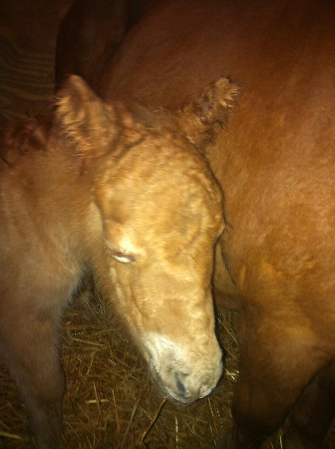 Shetlænder Højgaards Noma billede 2