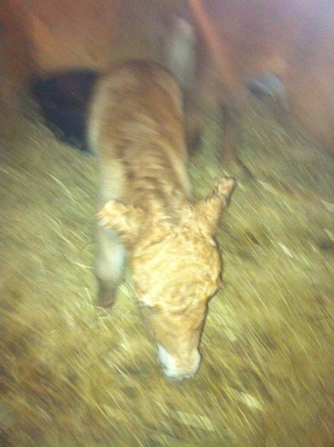 Shetlænder Højgaards Noma billede 3