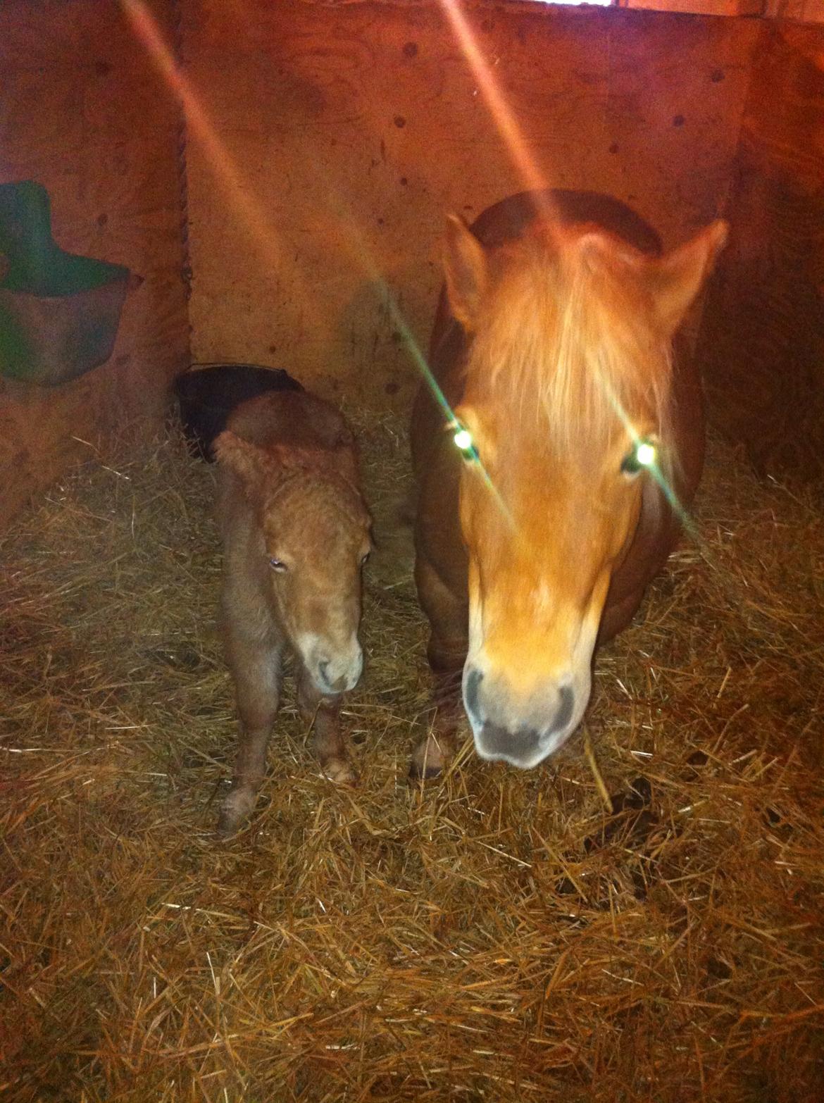 Shetlænder Højgaards Noma billede 4