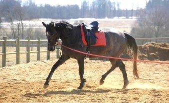 Holstener QUINTA BS  billede 6