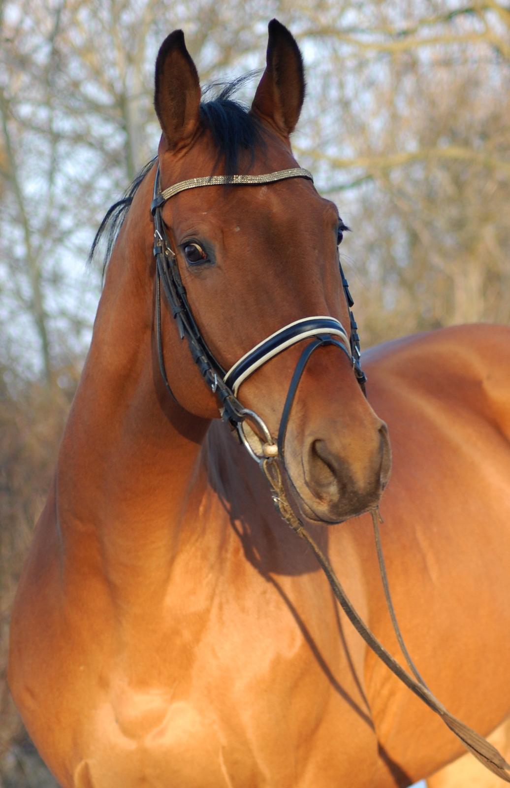 Dansk Varmblod Flanigan billede 1