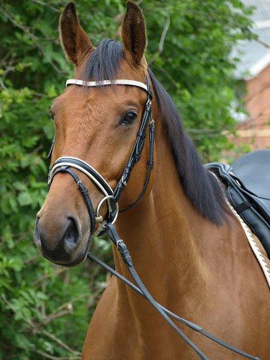 Dansk Varmblod Flanigan billede 14