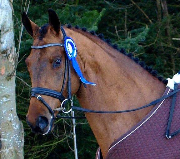 Dansk Varmblod Flanigan - Føffe efter sit første stævne. billede 16