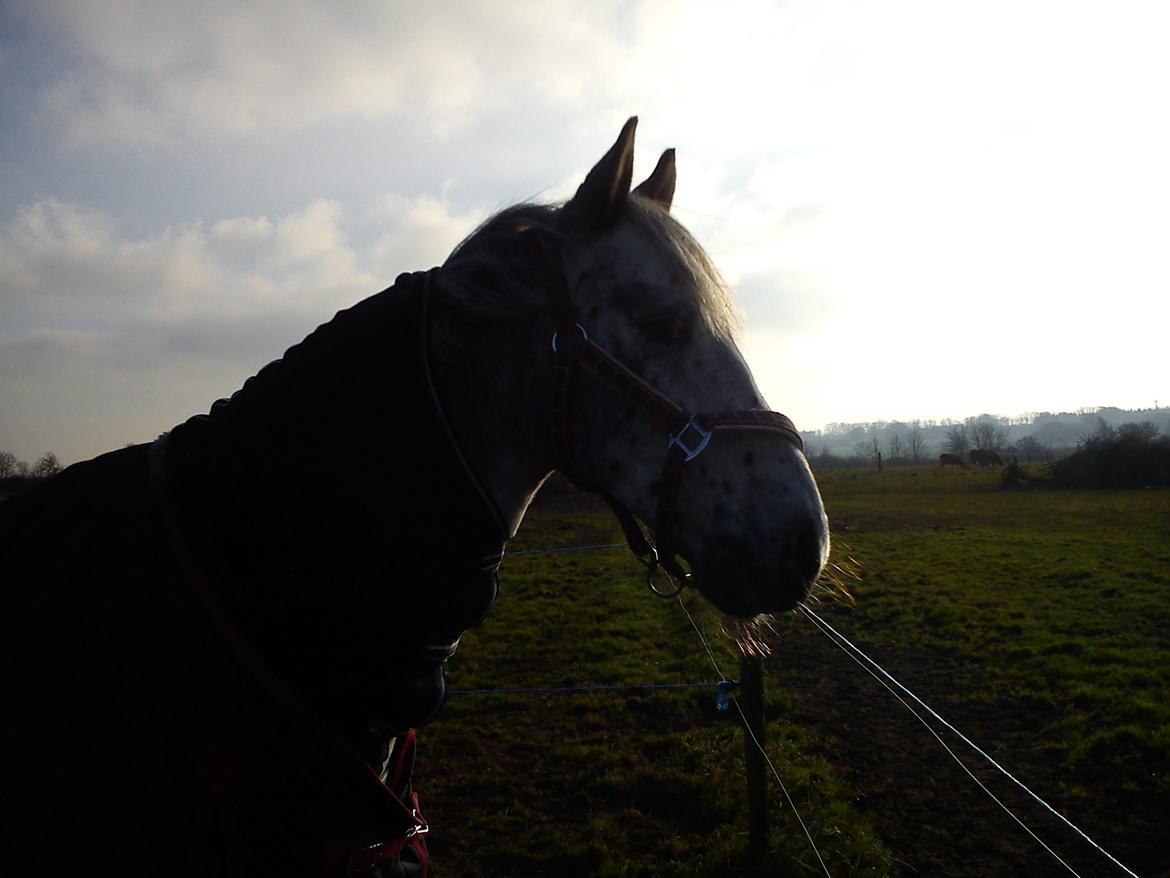 Appaloosa Mr. Appelbey billede 14