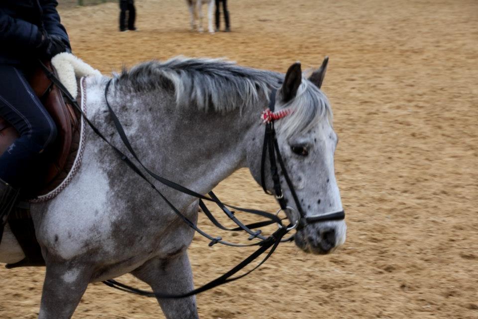 Appaloosa Mr. Appelbey billede 7