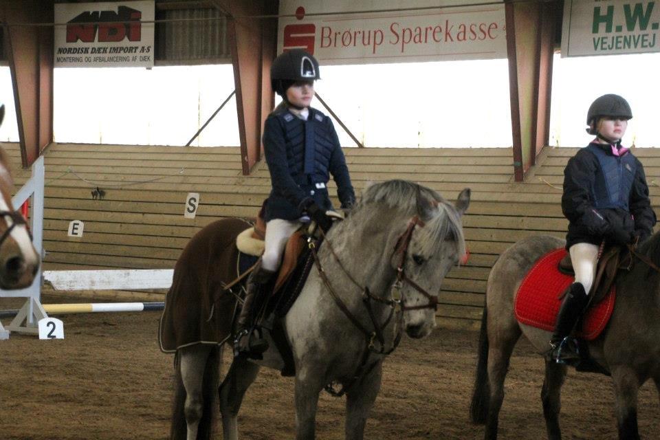 Appaloosa Mr. Appelbey billede 9