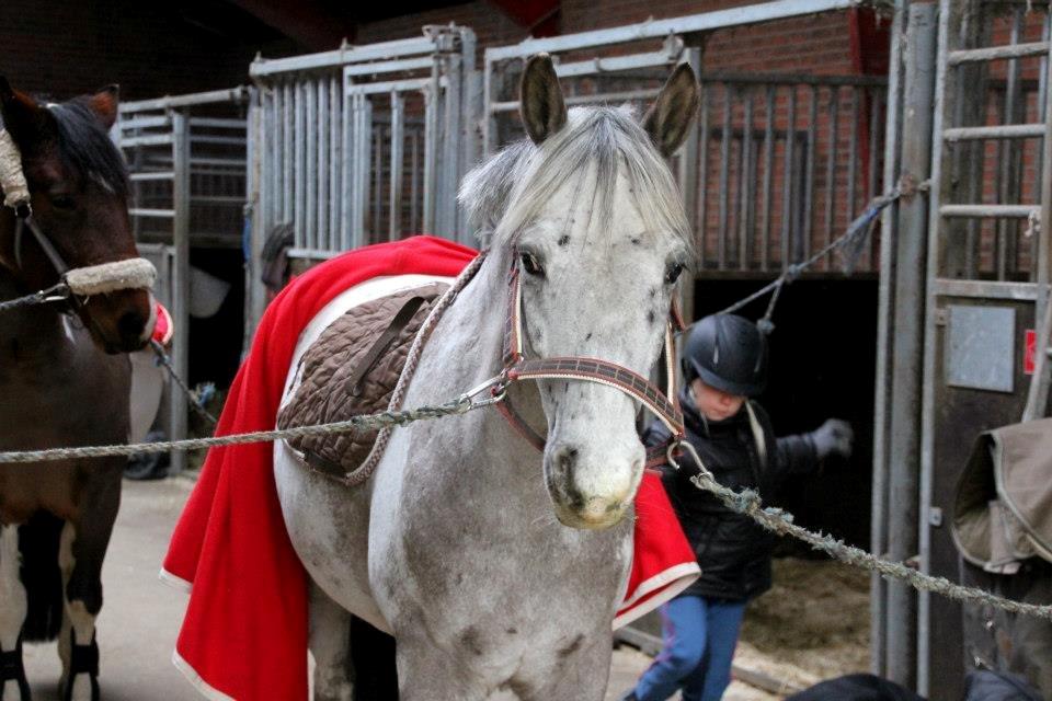 Appaloosa Mr. Appelbey billede 10