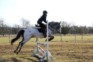 Appaloosa Mr. Appelbey billede 8