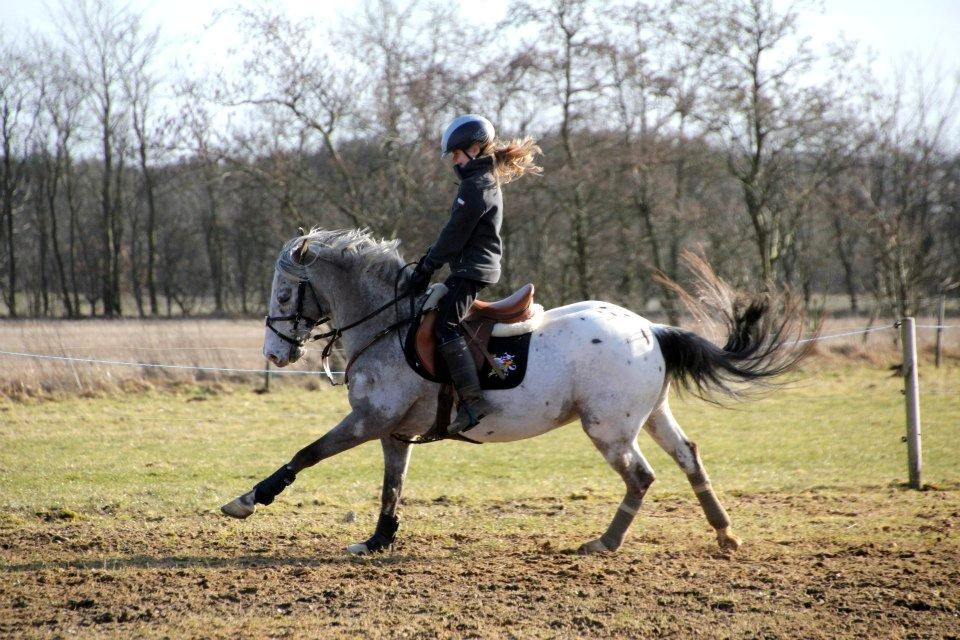 Appaloosa Mr. Appelbey billede 4