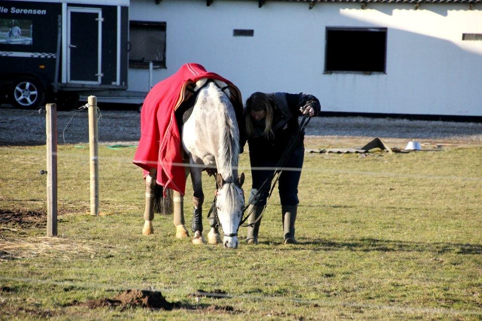 Appaloosa Mr. Appelbey billede 5