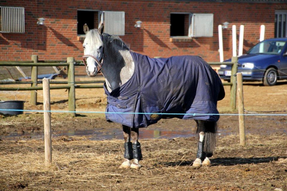 Appaloosa Mr. Appelbey billede 2