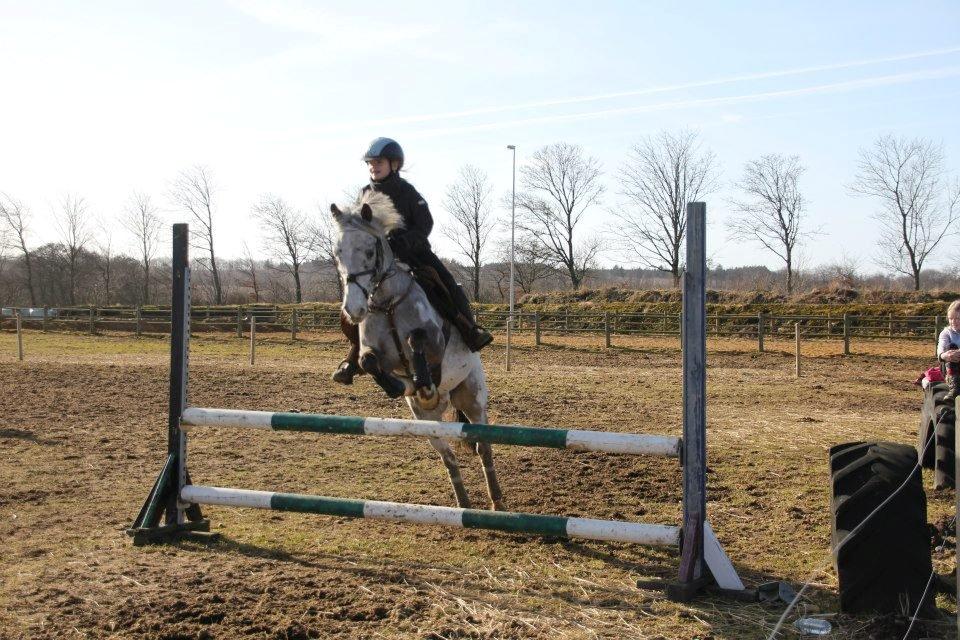 Appaloosa Mr. Appelbey billede 3