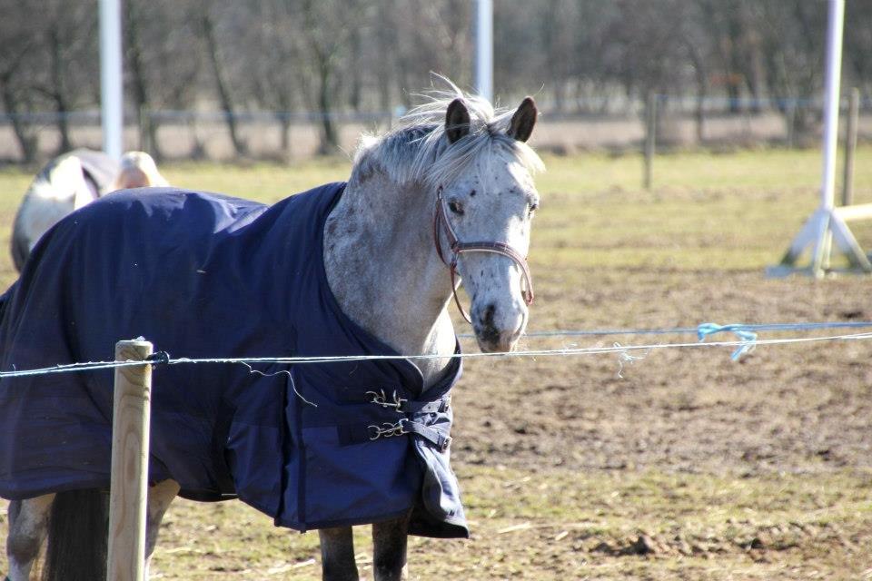 Appaloosa Mr. Appelbey billede 6