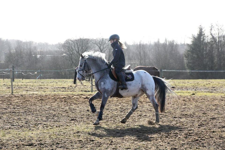 Appaloosa Mr. Appelbey billede 1