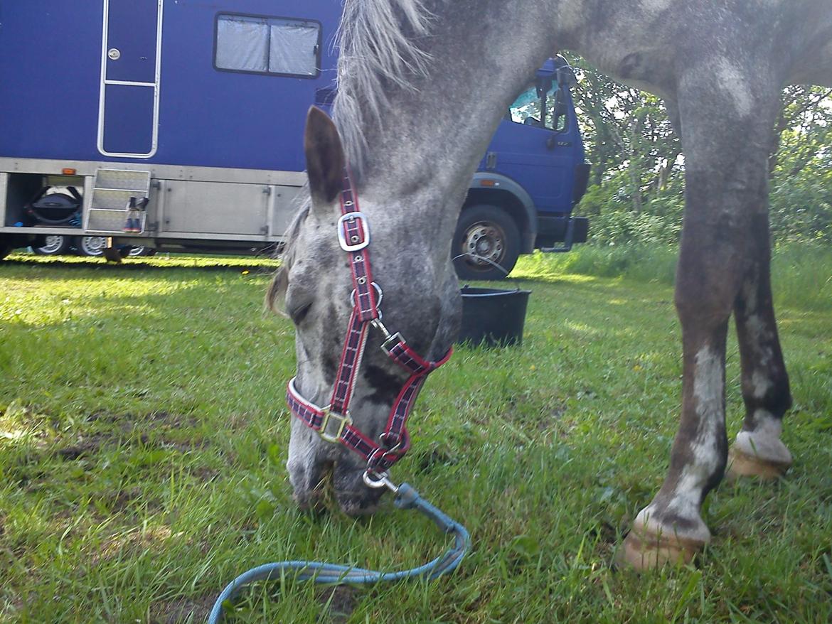 Appaloosa Mr. Appelbey billede 11