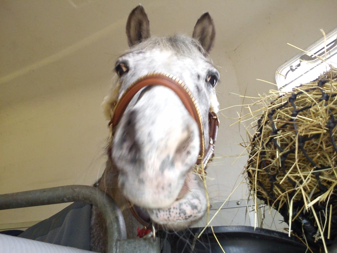 Appaloosa Mr. Appelbey billede 12